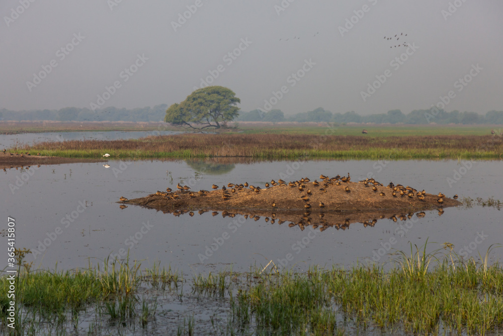 Flock of winter migratory birds flying around in beautiful landscapes of Bharatpur Bird Sanctuary in Rajasthan, India