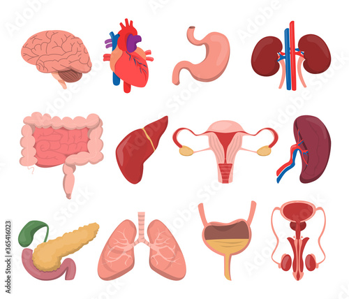 Internal human organs vector isolated. Set of stomach, brain, liver and kidney. Medical images. Urinary and reproductive systems.