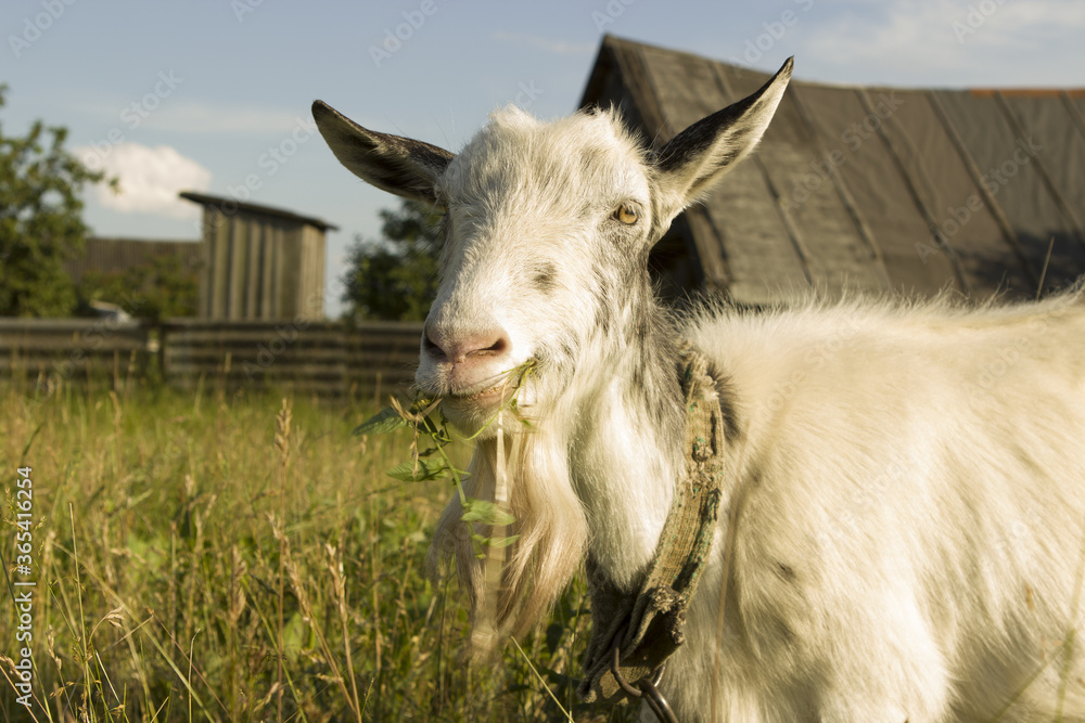 Obraz premium White-gray village hornless goat chews eats grass, it is tied to a rope. Head portrait. Against the background of an old village house.