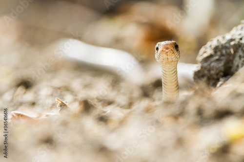 Indian rat snake (Ptyas mucosa) at Bharatpur Bird Sanctuary yawning on a trail.
