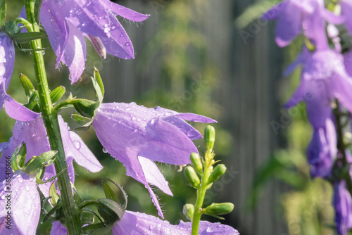 Purple flowers with water dew close up background. photo