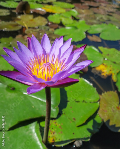 Blooming purple lotus in sunlight in a pond
