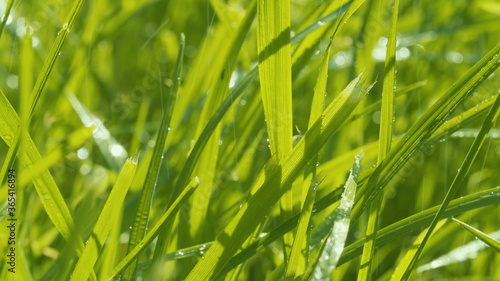 Rain with sun. Grass in water drops