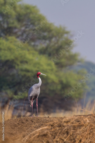 The sarus crane (Antigone antigone) courtship pair at Bharatpur Bird Sanctuary in Rajasthan, India.