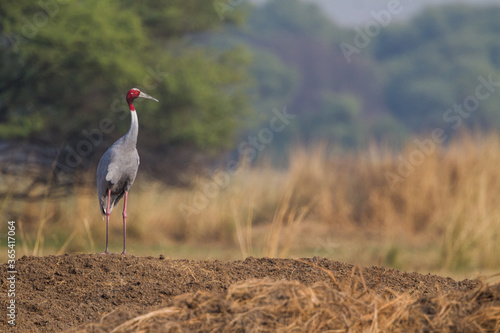 The sarus crane (Antigone antigone) courtship pair at Bharatpur Bird Sanctuary in Rajasthan, India.