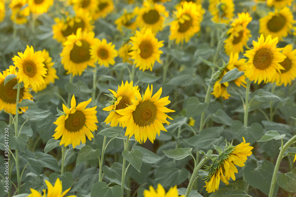 Bright golden sunflower field at sunset. Bright golden sunflower field at sunset.