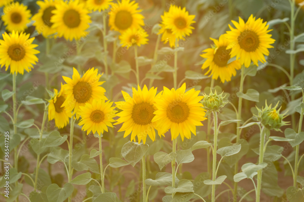 Bright golden sunflower field at sunset. Bright golden sunflower field at sunset.