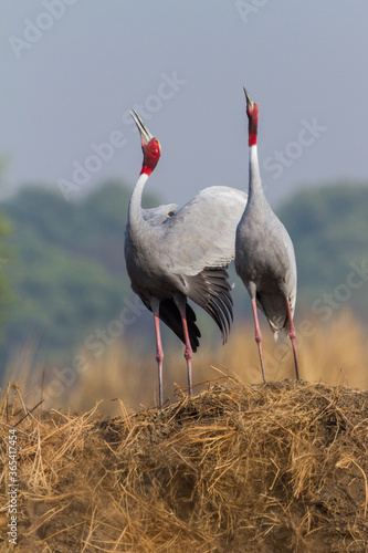 The sarus crane (Antigone antigone) courtship pair at Bharatpur Bird Sanctuary in Rajasthan, India.