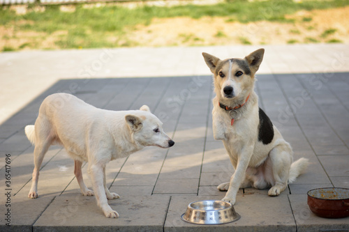 Photography Handicapped dogs on village yard