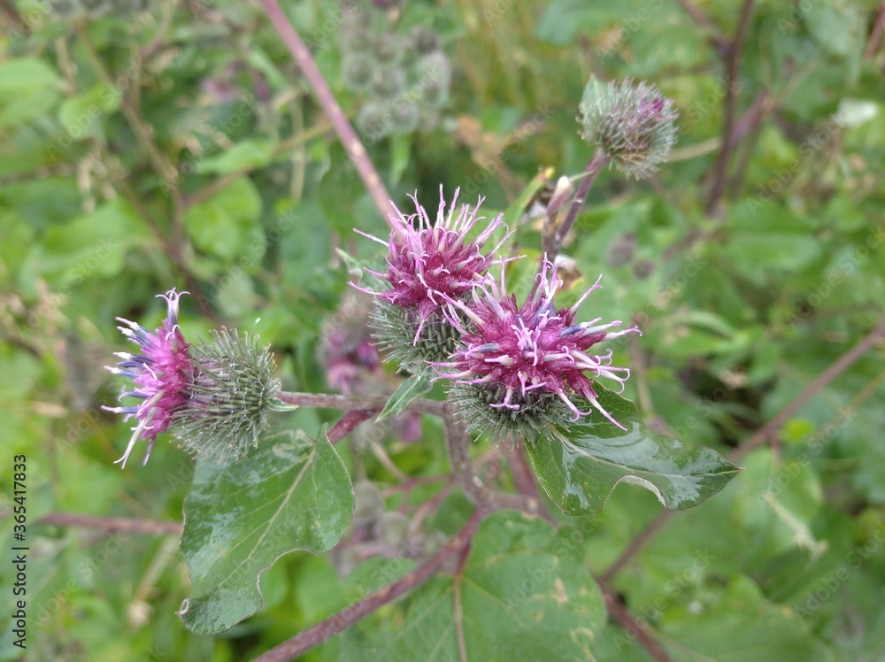 July burdock wild flower July burdock wild flower