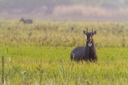 The nilgai or blue bull (Boselaphus tragocamelus) walking in water in Bharatpur Bird Sanctuary, Rajasthan.