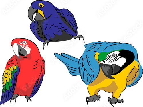 Macaws - vector illustration