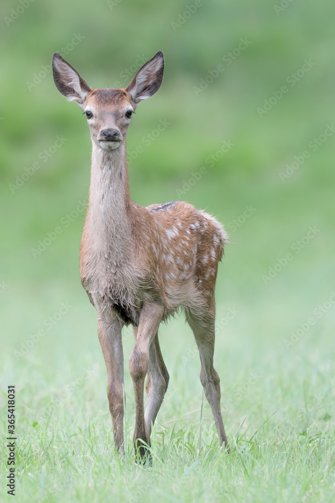 Fawn in the grass before dawn (Cervus elaphus) Fawn in the grass before dawn (Cervus elaphus)
