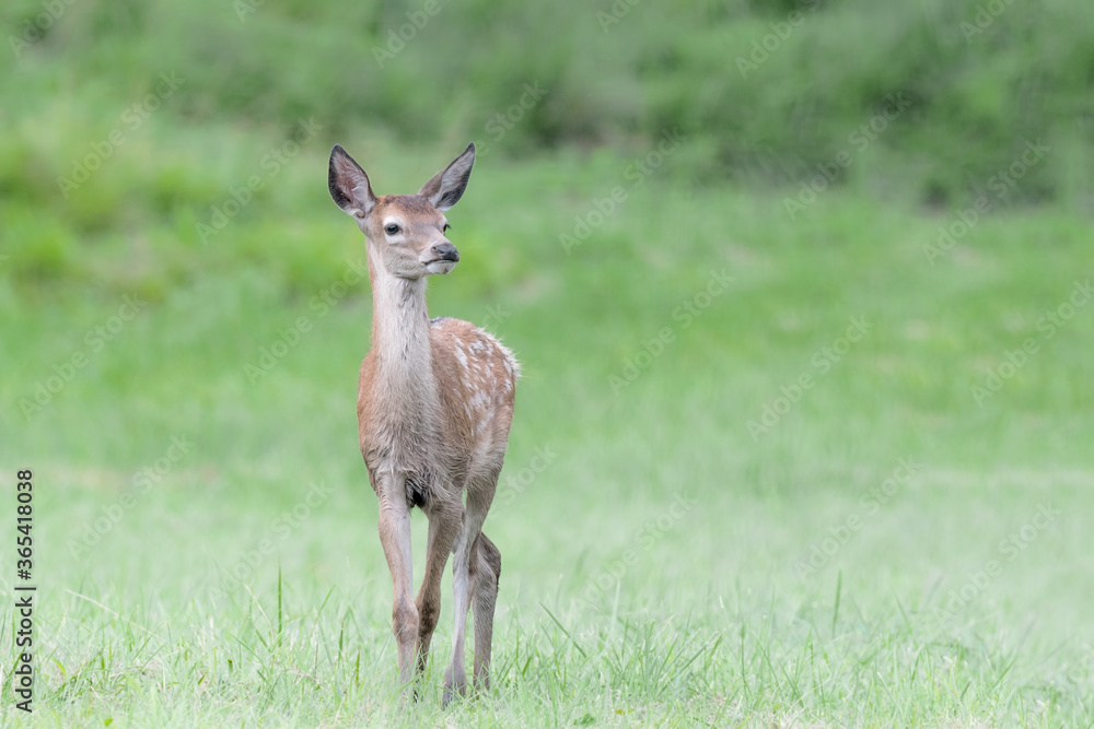 Young Red deer cross Alpine prairie (Cervus elaphus)