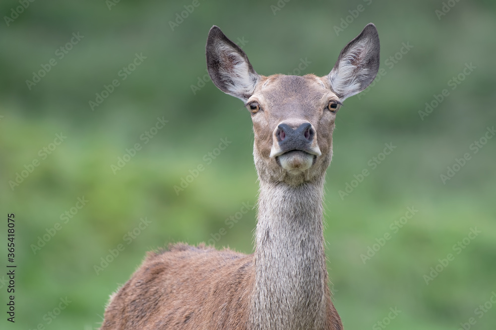 Red deer female in alert (Cervus elaphus)