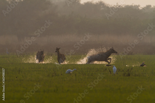 The nilgai or blue bull (Boselaphus tragocamelus) walking in water in Bharatpur Bird Sanctuary, Rajasthan.