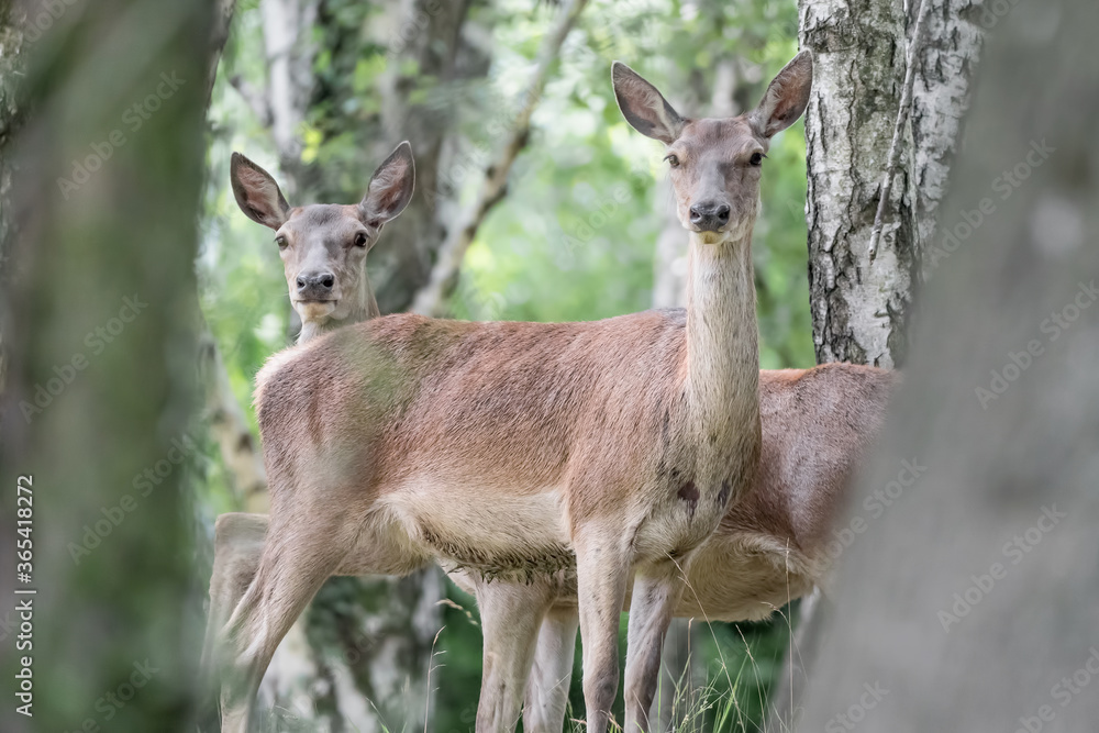 Herd of deer in the forest (Cervus elaphus) Herd of deer in the forest (Cervus elaphus)