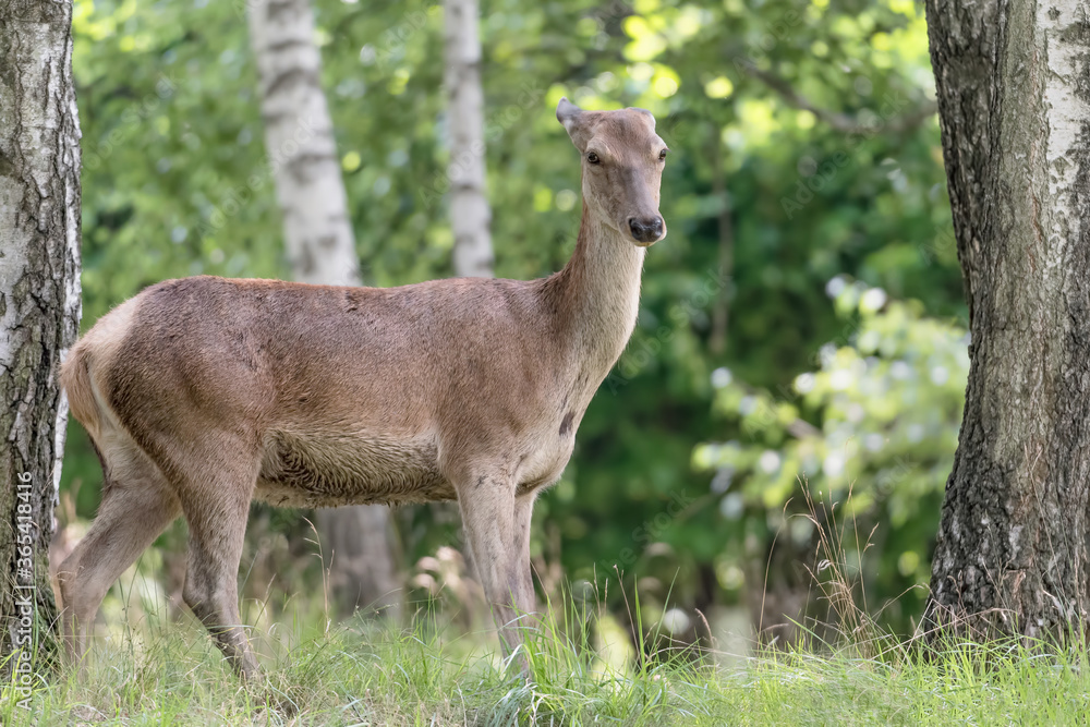 All the elegance of Red deer female (Cervus elaphus)