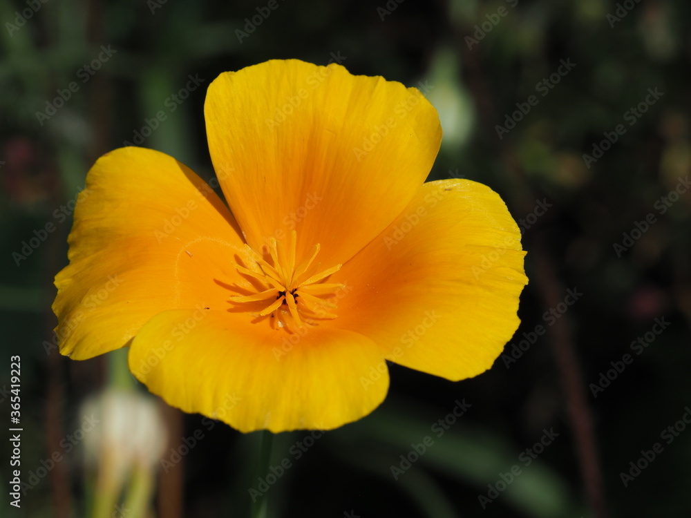 Kalifornischer Mohn (Eschscholzia californica), oder Goldmohn, Kalifornischer Kappenmohn oder Schlafmützchen im wunderschönen gelborange Kalifornischer Mohn (Eschscholzia californica), oder Goldmohn, Kalifornischer Kappenmohn oder Schlafmützchen im wunderschönen gelborange