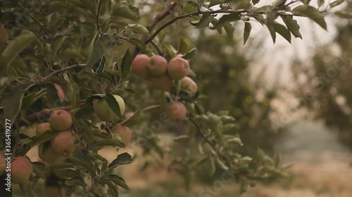 Hand picking up apple in the garden in Lebanon