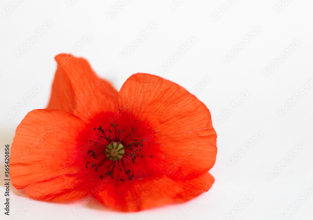 Single poppy isolated on white background. Closeup. One bright red orange poppy flower with black stamens. Papaver rhoeas, corn poppy, corn rose, field poppy, red weed. Victory day greeting card Single poppy isolated on white background. Closeup. One bright red orange poppy flower with black stamens. Papaver rhoeas, corn poppy, corn rose, field poppy, red weed. Victory day greeting card