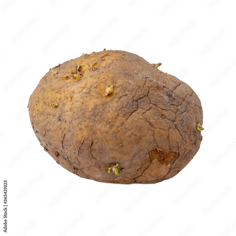 Naklejka premium Old potato isolated on a white background. Object for design and project.