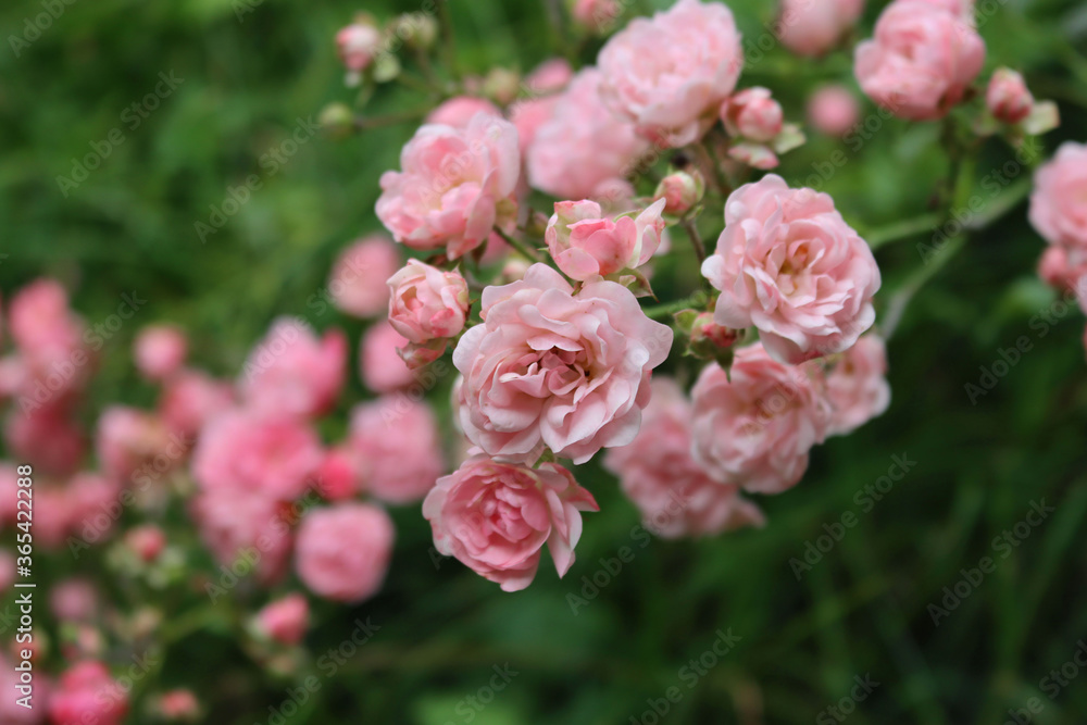Close-up of beautiful pink small roses on bush in the garden Close-up of beautiful pink small roses on bush in the garden