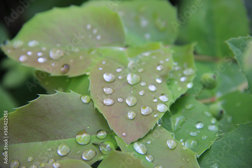 Close-up of Mahonia aquifolium leaves coverd by raindrops on selective focus. Leatherleaf Mahonia after rain