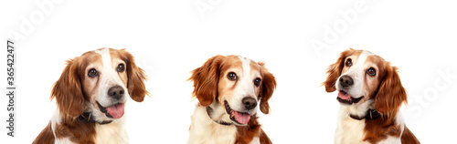 Beautiful Spaniel Breton dogs