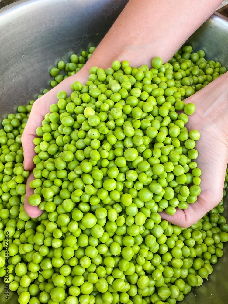 Fresh raw green peeled peas in the hands of a man. The concept of proper nutrition, agriculture.