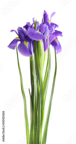 Fototapeta Naklejka Na Ścianę i Meble -  beautiful dark purple iris flower isolated on white background