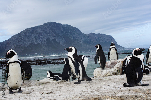 group of penguins