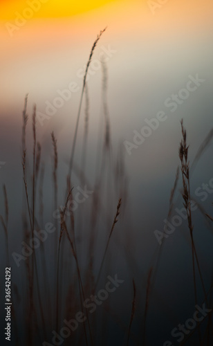 sunset in the grass