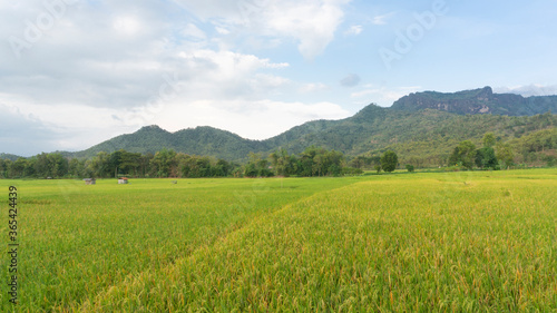 View of rice fields with rice plants, the background of the mountains, the cloudy sky. Beautiful and comfortable village atmosphere