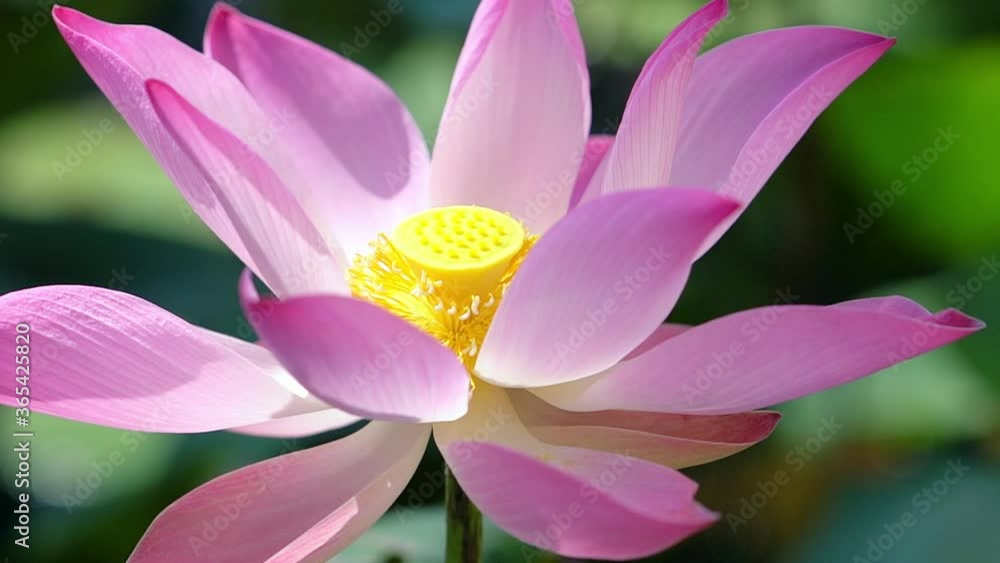 Lotus flower blooming in the garden full of purple Lotus flower blooming in the garden full of purple