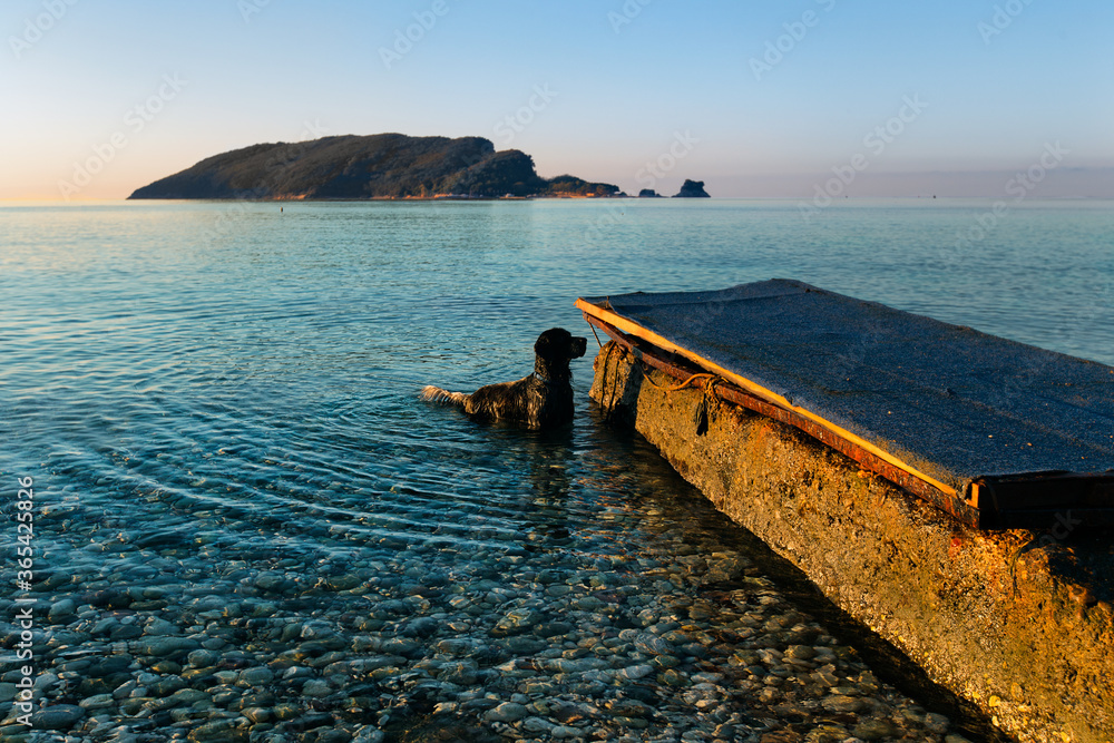 Dog standing in blue sea water near peir. Sun glare on the surface of Adriatic sea.Sunrise seascape with island and dog in water.