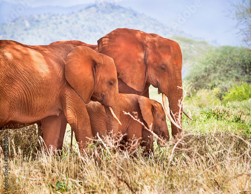 Canvas Print African elephants herd are on a open grass plain in wildlife reserve