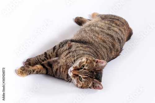 Portrait of little mongrel cat of tabby color lying down on white background. Playful kitten with green eyes and expressive serious look, great copy space.