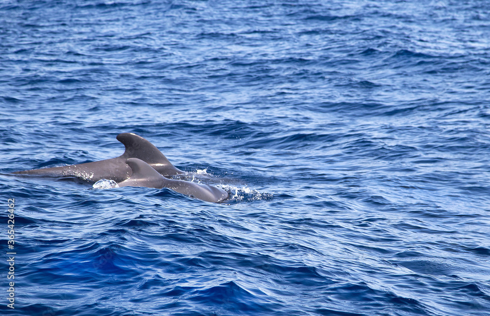 Fototapeta premium Whales are in the water at the coast of Tenerife, Canary islands, Spain. Atlantic ocean. Copy space. Empty place for message. Water nature texture for your advertising.