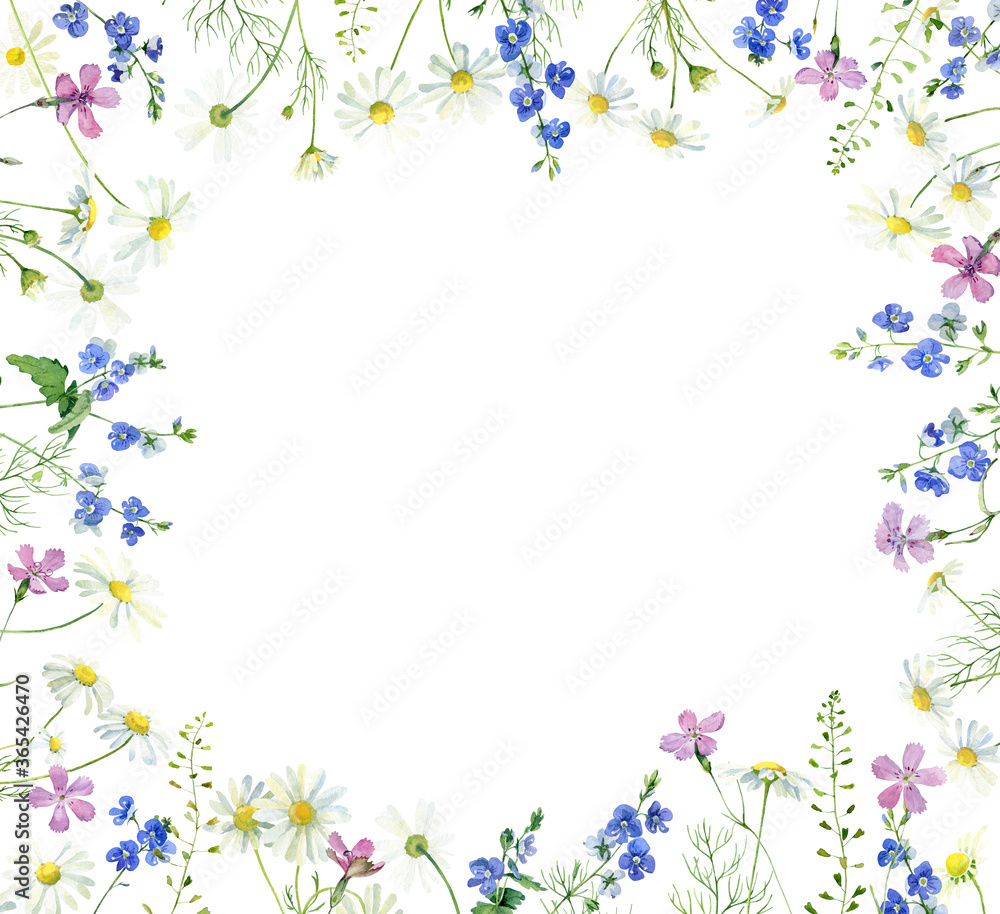 Frame of watercolor flowers chamomile and veronica and carnation on a white background .For congratulations, invitations, anniversaries, weddings, birthday