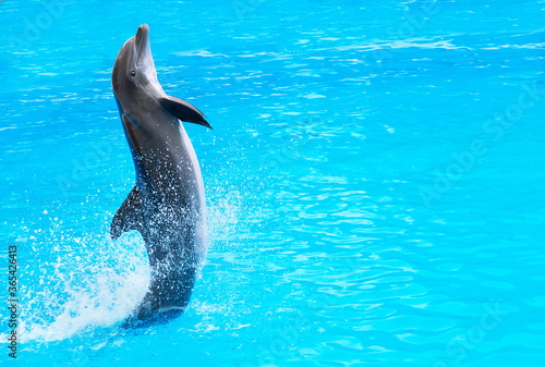 Dolphin is in the water. Cute smiling dolphin jumping and looking at the camera. Canary islands, Spain. Copy space. Empty place for message. Water nature texture for your advertising.
