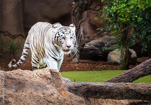 White tiger is on the natural background (Tenerife, Canary islands, Spain).