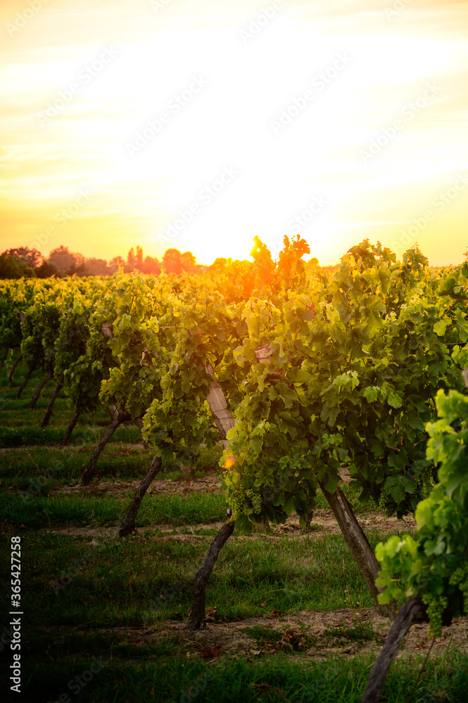 Naklejka premium Soleil rasant sur les vignes