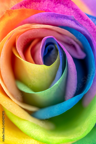 Rainbow rose petal leaves pride flag colors lbtg lbtgq gay love