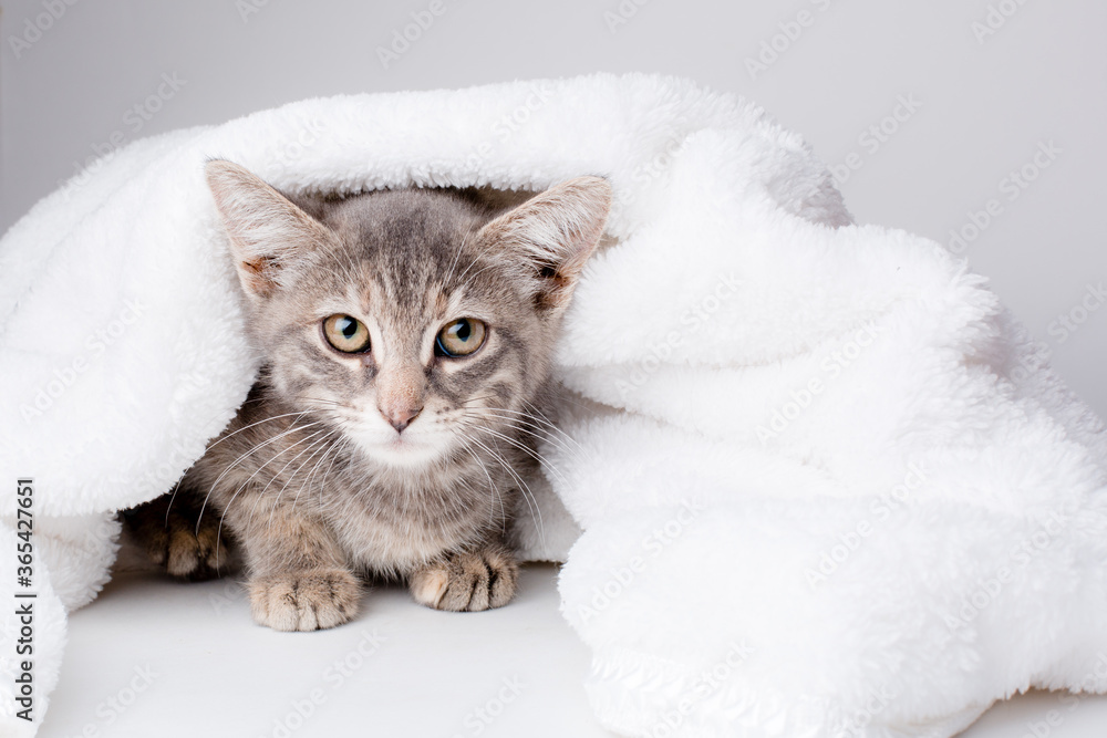 grey kitten wrapped in a blanket on a white background grey