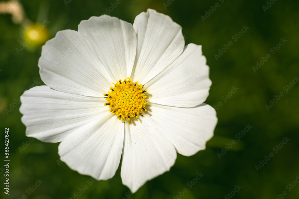 Fototapeta premium White flower Cosmos bipinnatus, Apollo White against green background