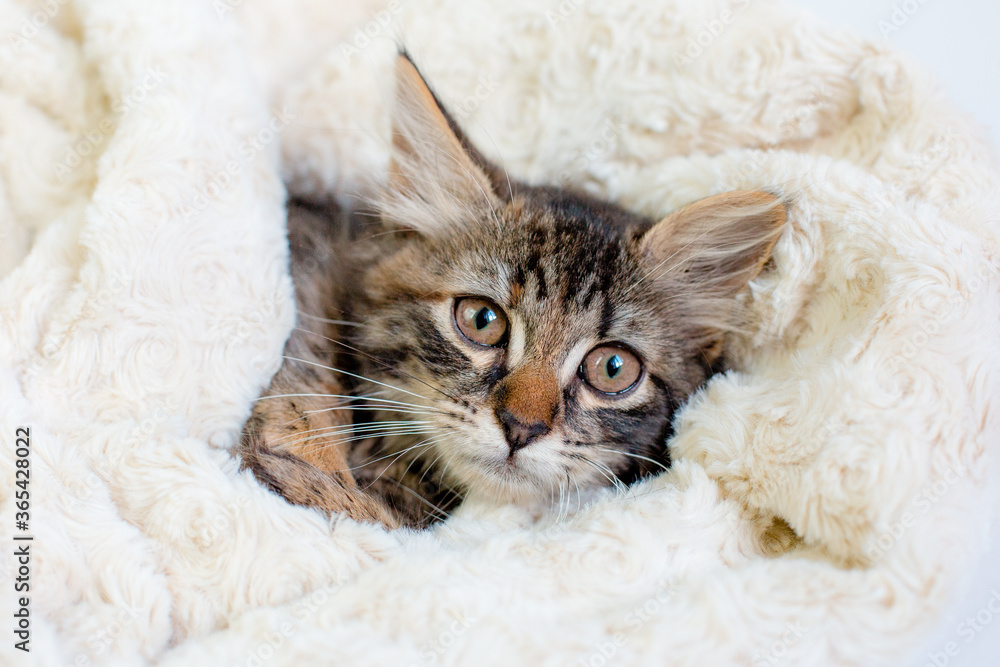Wrap the cat in a plaid Wrap the cat in a plaid
