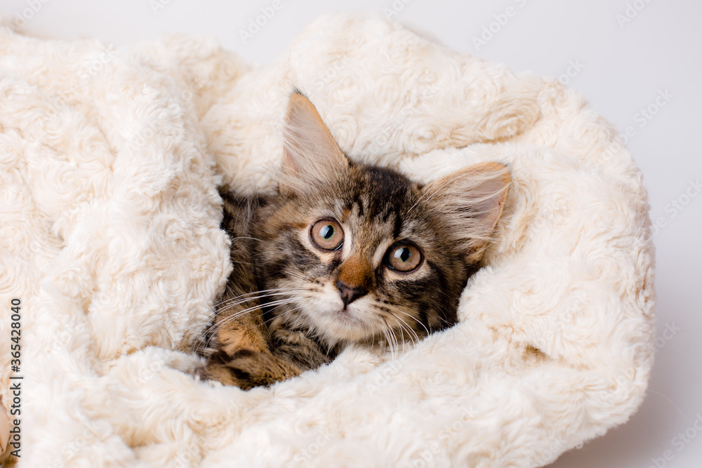 Wrap the cat in a plaid Wrap the cat in a plaid