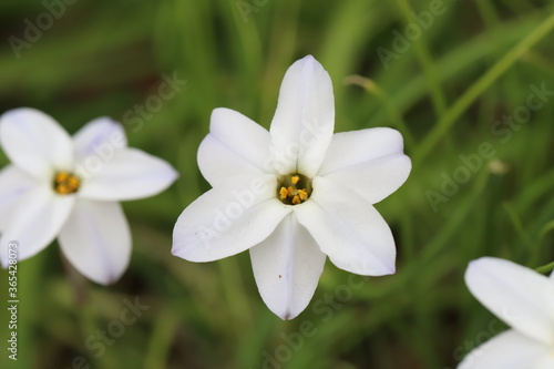 ハナニラの白い花 © 俊朗 浅川