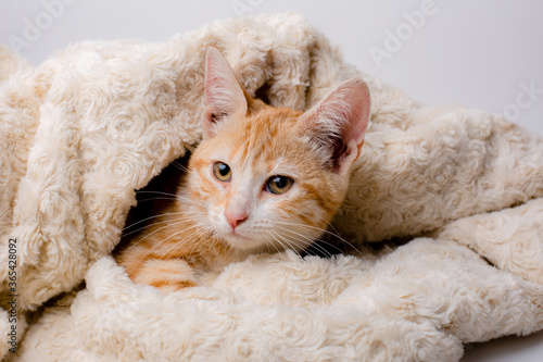 red kitten wrapped in a blanket on a white background © Olesya Pogosskaya